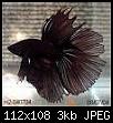         

:  betta3.jpg
:  207
:  3,4 KB