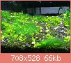         

:  algae 2.jpg
:  319
:  66,2 KB
