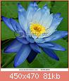        

:  stock-photo-blue-water-lily-56364250.jpg
:  1002
:  81,0 KB