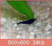         

:  blacktiger2.jpg
:  428
:  33,5 KB