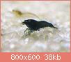         

:  blacktiger3.jpg
:  428
:  38,3 KB