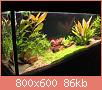        

:  plants 131.jpg
:  590
:  86,4 KB