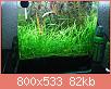         

:  echinodorus_tenellus.jpg
:  381
:  81,8 KB