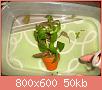         

:  100_0804.jpg
:  248
:  50,0 KB