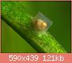         

:  Anentome_helena_eggs.jpg
:  775
:  121,5 KB