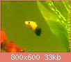        

:  081120111235.jpg
:  250
:  32,9 KB