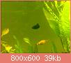         

:  081120111242.jpg
:  224
:  38,8 KB