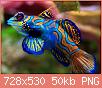         

:  Synchiropus_splendidus_2_Luc_Viatour_cropped.jpg
:  2946
:  50,4 KB