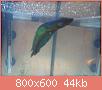         

:  DSC00154.jpg
:  480
:  44,3 KB