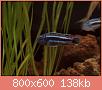         

:  P1210023_resize.JPG
:  773
:  138,0 KB