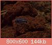         

:  P1210028_resize.JPG
:  737
:  144,1 KB