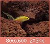         

:  299707_10150345092217849_758397848_8066411_685189089_n_resize.jpg
:  641
:  203,1 KB