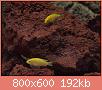         

:  299801_10150345093062849_758397848_8066425_175886350_n_resize.jpg
:  624
:  192,4 KB