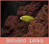         

:  303944_10150345091512849_758397848_8066400_442047484_n_resize.jpg
:  586
:  140,5 KB