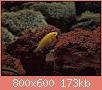         

:  304119_10150345092542849_758397848_8066417_2000307277_n_resize.jpg
:  605
:  172,7 KB