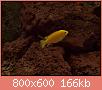         

:  P1210027_resize.JPG
:  562
:  166,0 KB