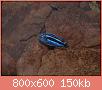         

:  P1210036_resize.JPG
:  574
:  150,0 KB
