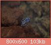         

:  P1210037_resize.JPG
:  563
:  102,7 KB