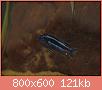         

:  P1210055_resize.JPG
:  592
:  120,7 KB