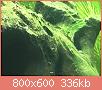         

:  algae1.jpg
:  1629
:  336,3 KB