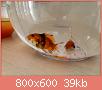         

:  DSC00121.jpg
:  268
:  39,0 KB
