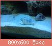         

:  DSC00392.jpg
:  572
:  50,0 KB