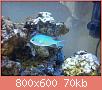         

:  DSC00520.jpg
:  590
:  69,5 KB