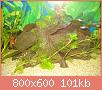         

:  DSC08143.jpg
:  293
:  101,2 KB