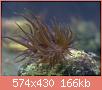         

:  aiptasia.jpg
:  328
:  165,7 KB