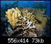         

:  Coral Bleaching.jpg
:  718
:  73,3 KB
