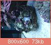         

:  DSC00804.jpg
:  550
:  73,3 KB