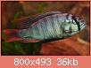         

:  haplochromisspblueobliqa.jpg
:  665
:  36,0 KB
