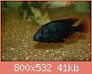         

:  lithochromisrubripinnist.jpg
:  716
:  40,9 KB