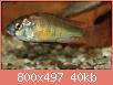         

:  ptyochromisspredrockshe.jpg
:  634
:  39,9 KB