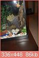         

:  Plecostomus.JPG
:  726
:  85,7 KB