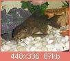         

:  Synodontis Coocho.JPG
:  480
:  86,5 KB