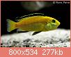        

:  Labidochromis_caeruleus_0002.jpg
:  197
:  277,3 KB