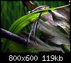         

:  PTEROPHYLLUM ALTUM & OTO.jpg
:  470
:  119,2 KB