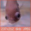         

:  pop-eye-fish-disease.jpg
:  368
:  6,4 KB