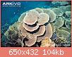         

:  Montipora-coral-Montipora-mactanensis.jpg
:  349
:  104,0 KB