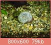         

:  blue ramshorn c.jpg
:  999
:  79,5 KB