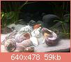         

:  ImageUploadedByTapatalk1368467214.378784.jpg
:  672
:  58,6 KB