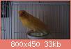         

:  DSC_0319.jpg
:  804
:  33,2 KB