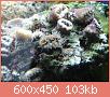         

:  DSC05672.JPG
:  420
:  103,5 KB