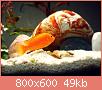         

:  PB150892gr.jpg
:  267
:  49,1 KB