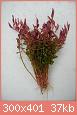         

:  Rotala rotundifolia.jpg
:  195
:  36,9 KB