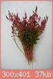         

:  Rotala rotundifolia.jpg
:  223
:  36,9 KB