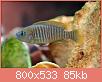         

:  NEOLAMPR.-MULTIFASCIATUS-2.jpg
:  316
:  85,4 KB