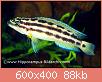         

:  Julidochromis-ornatus-A38940-.jpg
:  261
:  88,1 KB