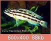         

:  Julidochromis-ornatus-A38940-.jpg
:  305
:  88,1 KB